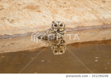 Closeup view of indian scops owl or Otus bakkamoena owlet bird with reflection in water quenching thirst from artificial waterhole hot summer season safari dry deciduous forest of central india asia Closeup view of indian scops owl or Otus bakkamoena owlet bird with reflection in water quenching thirst from artificial waterhole hot summer season safari dry deciduous forest of central india asia 101299206