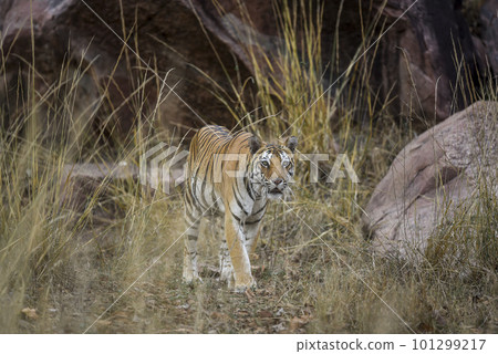 wild adult bengal female tiger or panthera tigris tigris head on with eye contact on territory marking in evening safari at kanha national park forest tiger reserve Khatia madhya pradesh india asia 101299217