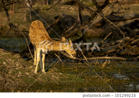female spotted deer or chital or axis deer or axis axis in wild natural green scenic background in winter season outdoor wildlife safari at forest of central india 101299218