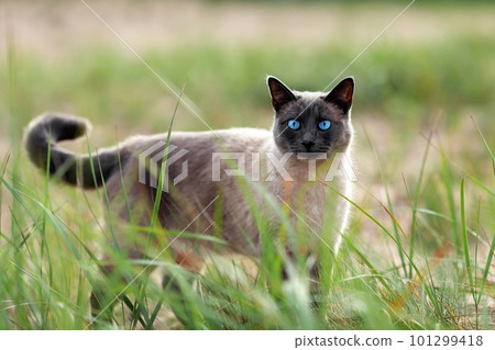 Young thai cat with blue eyes walking in green grass at sunny beach 101299418