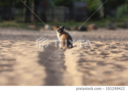 Cute Thai cat sitting outdoors on the sand in summer sunset 101299422