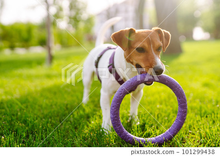 Happy active dog, jack russell playing in the park. Domestic dog concept. Happy active dog, jack russell playing in the park. Domestic dog concept. 101299438