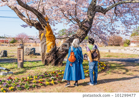 （福島縣富岡町）與之森公園的櫻花 仰望標准開花樹的女人 101299477