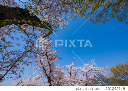 Yawata City, Kyoto Prefecture Cherry blossoms in full bloom against the blue sky of Sewaride Yawata City, Kyoto Prefecture Cherry blossoms in full bloom against the blue sky of Sewaride 101299649