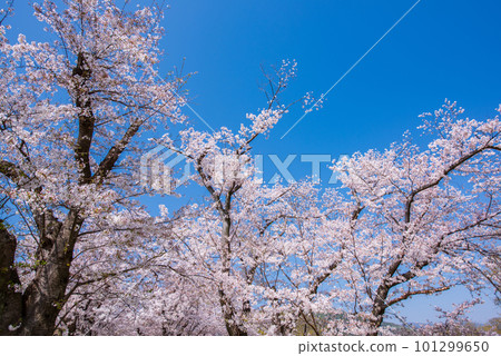 Yawata City, Kyoto Prefecture Cherry blossoms in full bloom against the blue sky of Sewaride Yawata City, Kyoto Prefecture Cherry blossoms in full bloom against the blue sky of Sewaride 101299650