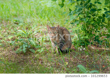 Beautiful gray cat sits in the grass in the park in spring 101299653