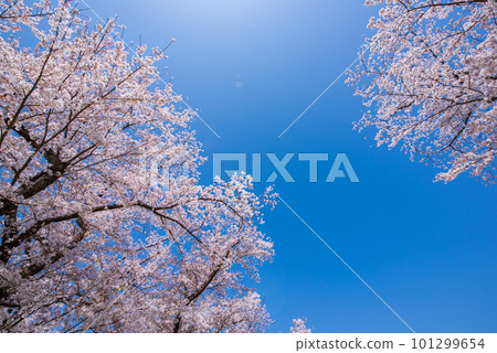 京都府八幡市櫻花盛開，映襯著Sewaride的藍天 101299654