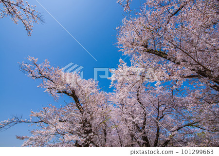 京都府八幡市櫻花盛開，映襯著Sewaride的藍天 101299663
