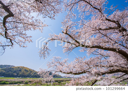 京都府八幡市櫻花盛開，映襯著Sewaride的藍天 101299664