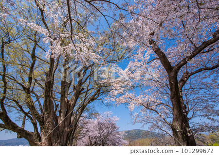 Yawata City, Kyoto Prefecture Cherry blossoms in full bloom against the blue sky of Sewaride 101299672