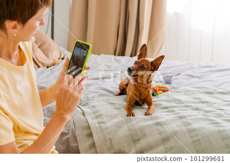 Mature woman with a phone in her hand with a pygmy pinscher in the bedroom 101299681