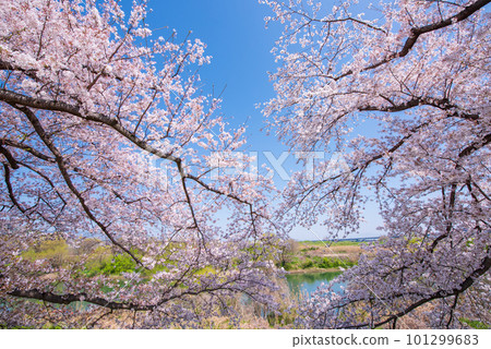 京都府八幡市櫻花盛開，映襯著Sewaride的藍天 101299683