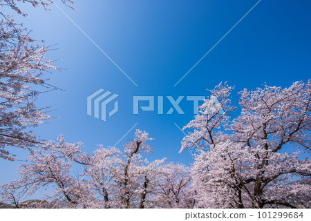 京都府八幡市櫻花盛開,映襯著Sewaride的藍天 京都府八幡市櫻花盛開,映襯著Sewaride的藍天 101299684