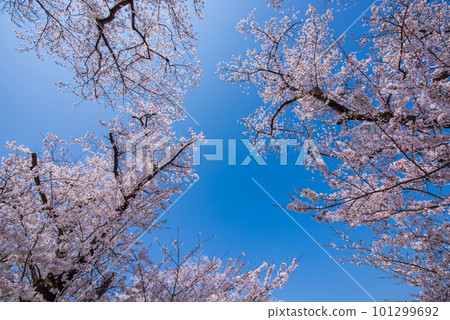 Yawata City, Kyoto Prefecture Cherry blossoms in full bloom against the blue sky of Sewaride Yawata City, Kyoto Prefecture Cherry blossoms in full bloom against the blue sky of Sewaride 101299692