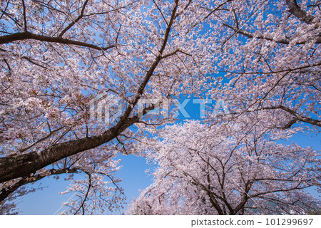 京都府八幡市櫻花盛開，映襯著Sewaride的藍天 101299697