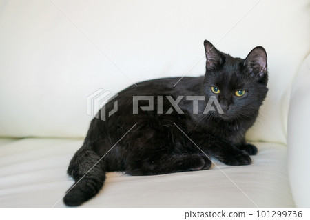 Portrait common European black cat with green eyes against a white sofa. Horror atmosphere and Halloween concept. Look at the panther and the witch's eyes. FLAT LUCK AND SWITCH Portrait common European black cat with green eyes against a white sofa. Horror atmosphere and Halloween concept. Look at the panther and the witch's eyes. FLAT LUCK AND SWITCH 101299736
