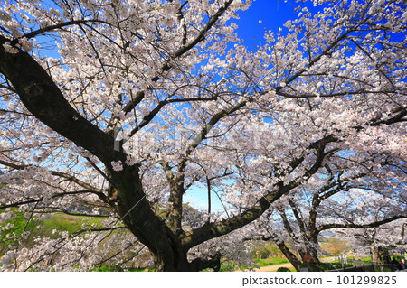 [Kyoto Prefecture] Sewaritei Sakura Festival with cherry blossoms in full bloom 101299825