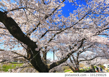 [Kyoto Prefecture] Sewaritei Sakura Festival with cherry blossoms in full bloom 101299826