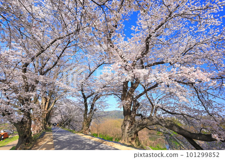 [Kyoto Prefecture] Sewaritei Sakura Festival with cherry blossoms in full bloom 101299852