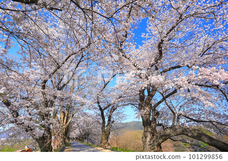 [Kyoto Prefecture] Sewaritei Sakura Festival with cherry blossoms in full bloom 101299856