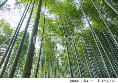 京都嵐山竹林小徑 仰望鬱鬱蔥蔥的竹林 京都嵐山竹林小徑 仰望鬱鬱蔥蔥的竹林 101299859