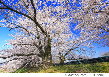 [京都府]櫻花盛開的瀨破麗亭櫻花節 101299860