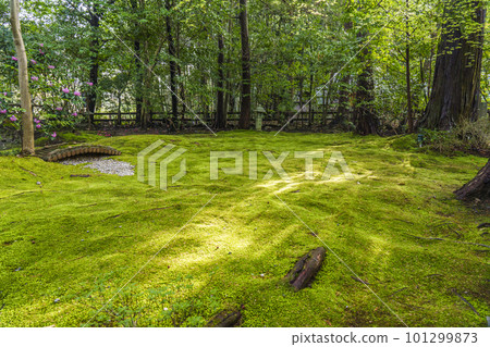 野宮神社的森林和地毯上的苔蘚在陽光透過樹葉的照射下閃閃發光 101299873