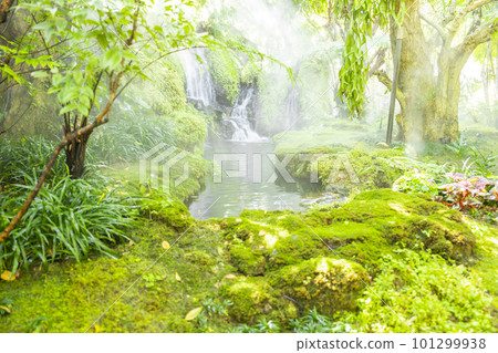 The Beautiful spring moss and fern in the garden under big trees, Chiang Mai, Thailand The Beautiful spring moss and fern in the garden under big trees, Chiang Mai, Thailand 101299938