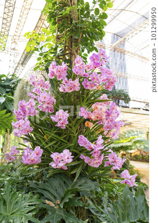The pink colour Phalaenopsis orchid on big tree in garden, Thailand. 101299950