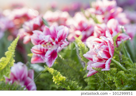 The Spring flowers series, colorful tulip with sunlight. 101299951