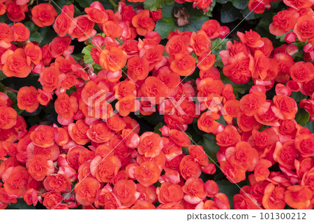 The red colored begonias (Begonia tuberhybrida) in garden 101300212
