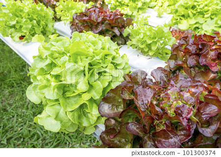 The Vegetable in plastic pipe of hydroponic concept The Vegetable in plastic pipe of hydroponic concept 101300374