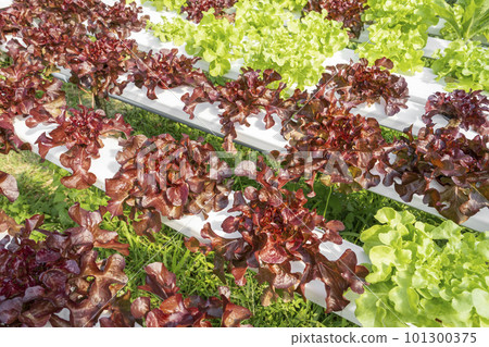 The Vegetable in plastic pipe of hydroponic concept The Vegetable in plastic pipe of hydroponic concept 101300375