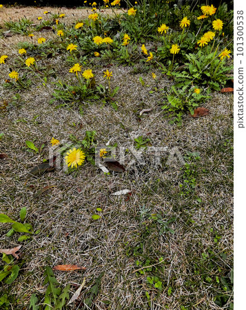 春天花園裡盛開的蒲公英 101300538