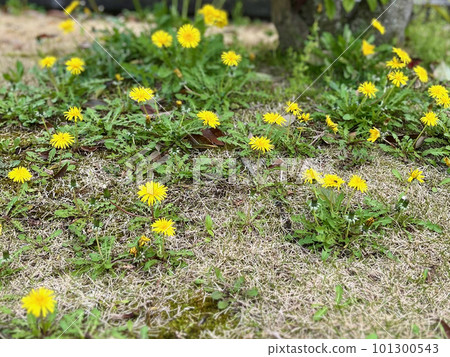 春天花園裡盛開的蒲公英 春天花園裡盛開的蒲公英 101300543