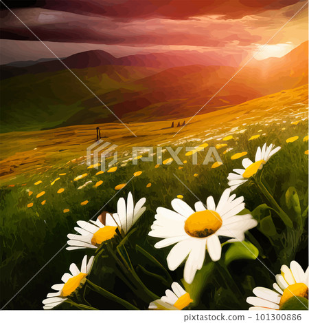 Flower field of daisies against the backdrop of mountains under a summer sunset 101300886