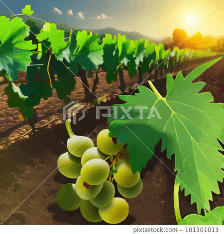 Rural landscape vineyards. Green vines on hills with trees and mountains 101301013