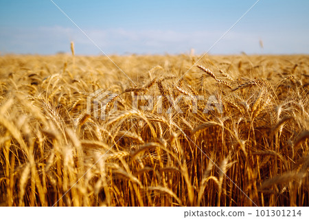 Backdrop of ripening ears of yellow wheat field on sunset Close up nature photo Idea of rich harvest Backdrop of ripening ears of yellow wheat field on sunset Close up nature photo Idea of rich harvest 101301214