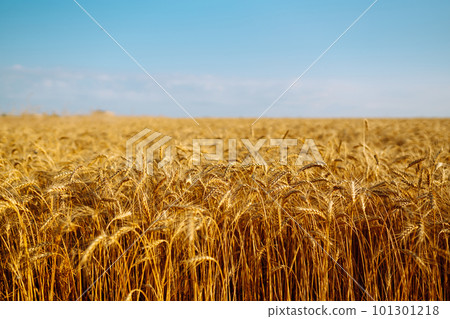 Backdrop of ripening ears of yellow wheat field on sunset Close up nature photo Idea of rich harvest Backdrop of ripening ears of yellow wheat field on sunset Close up nature photo Idea of rich harvest 101301218