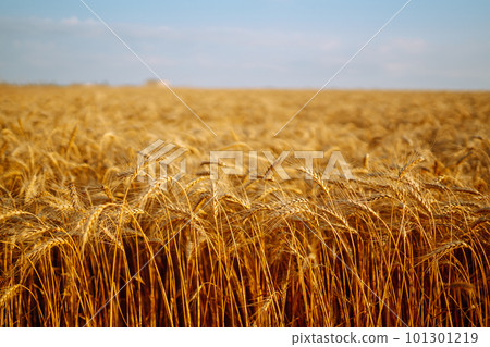 Backdrop of ripening ears of yellow wheat field on sunset Close up nature photo Idea of rich harvest 101301219