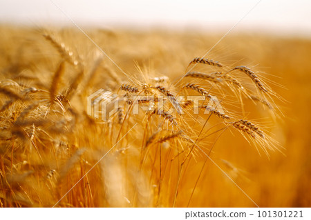 Sunset wheat golden field in the evening. Growth nature harvest. Agriculture farm. 101301221