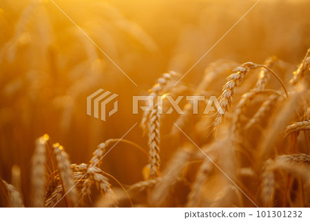 Sunset wheat golden field in the evening. Growth nature harvest. Agriculture farm. Sunset wheat golden field in the evening. Growth nature harvest. Agriculture farm. 101301232