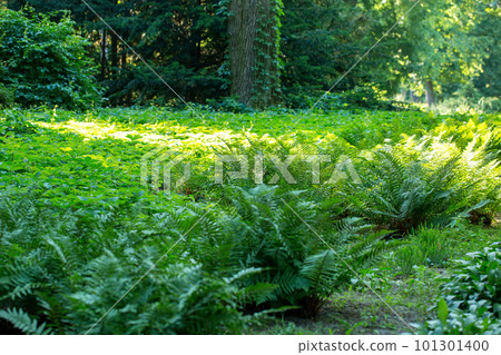 fern greens on a sunny morning in a spring park fern greens on a sunny morning in a spring park 101301400