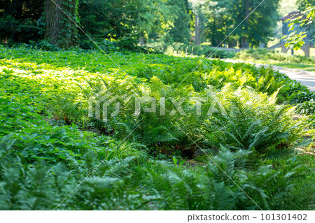 fern on a sunny morning in a spring park fern on a sunny morning in a spring park 101301402
