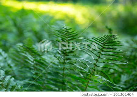 lush fern greens on a sunny morning lush fern greens on a sunny morning 101301404