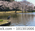 Sankeien Cherry Blossoms and Gray Heron 101301666