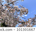 Sakura 101301667