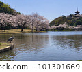 Sankeien Sakura 101301669