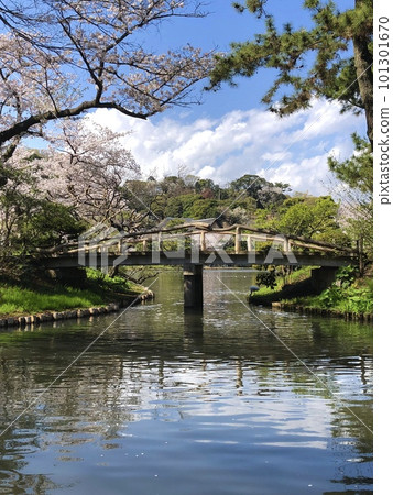 Sankeien Sakura and Bridge Sankeien Sakura and Bridge 101301670