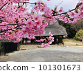 Cherry blossoms and old houses 101301673